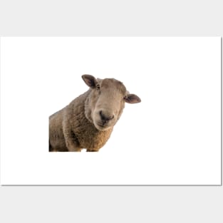 Sheep Posters and Art